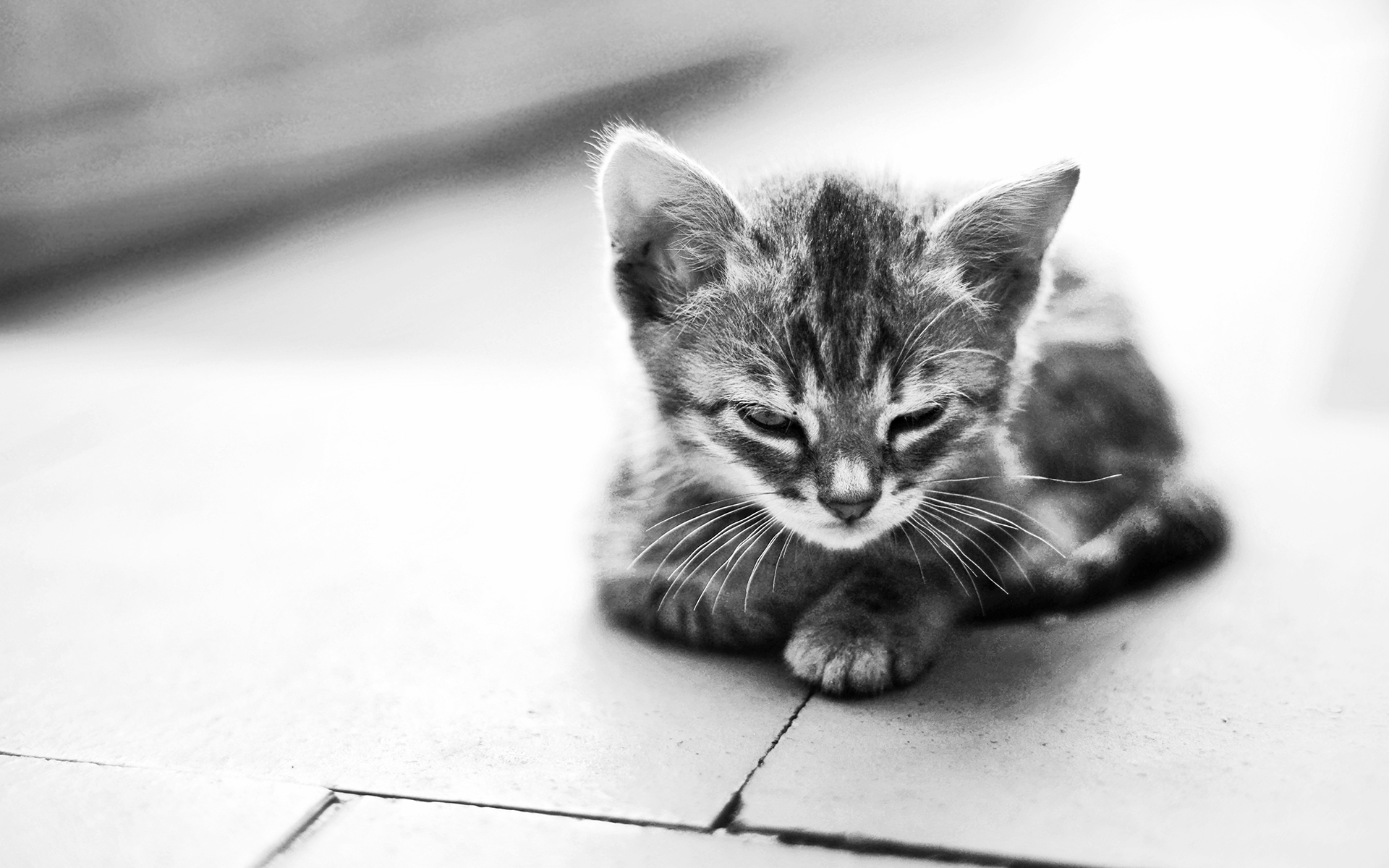 kitty photography