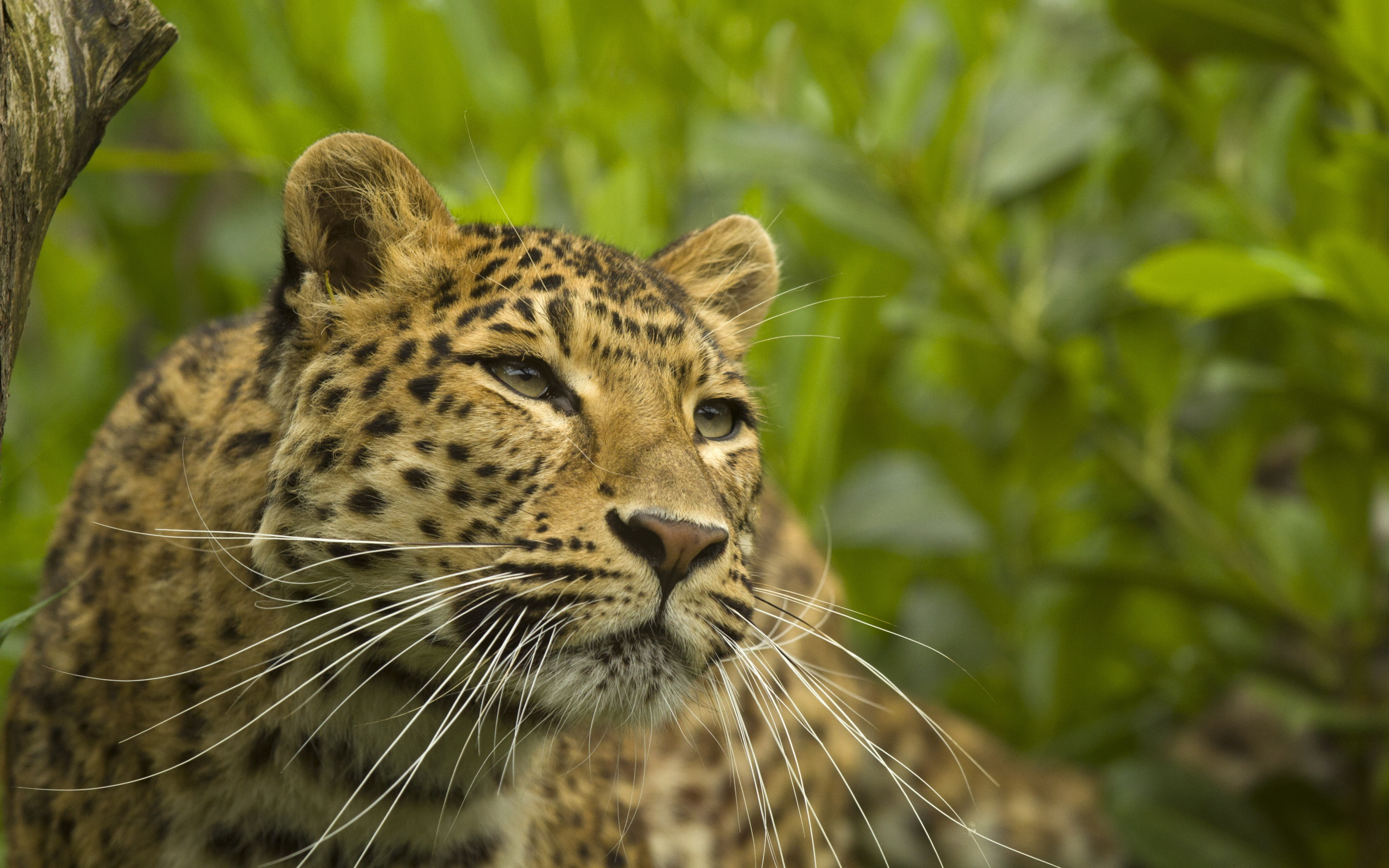 leopard wild animal  HD Desktop Wallpapers  4k HD