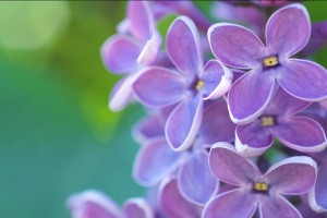 lilac flower hd