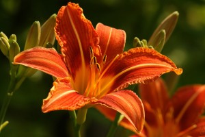 lilies hd images