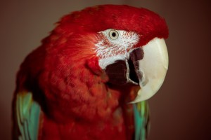 macaw parrot hd download