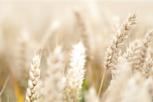 macro pictures wheat