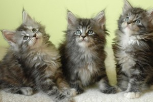 maine coon cat hd