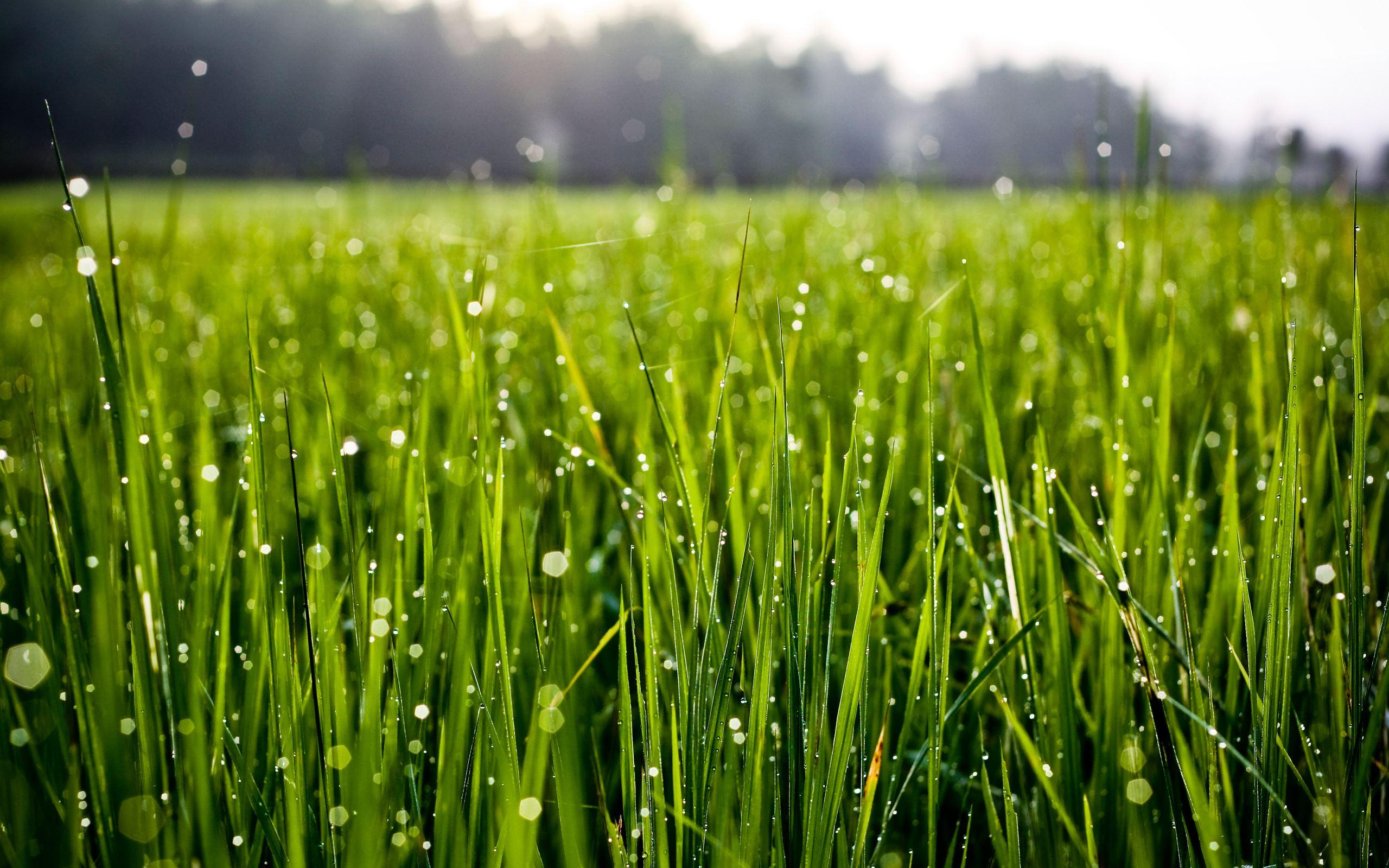morning dew drops on grass