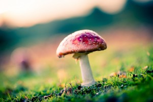 mushroom images nature
