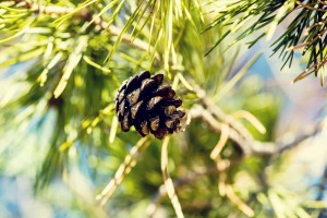 nature spruce