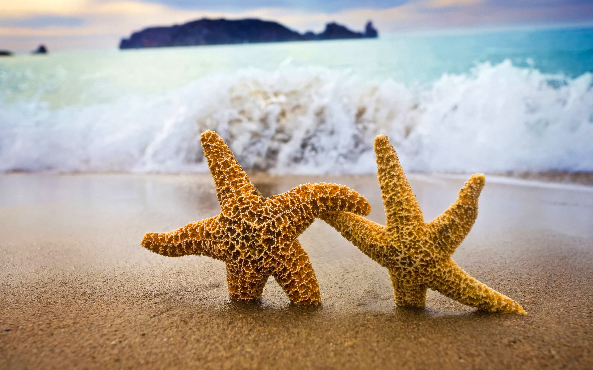 ocean wallpaper starfish