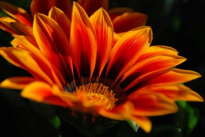 orange flower hd nature