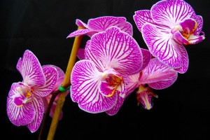 orchids hd