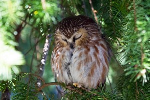 owl day sleep