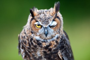owl fierce look