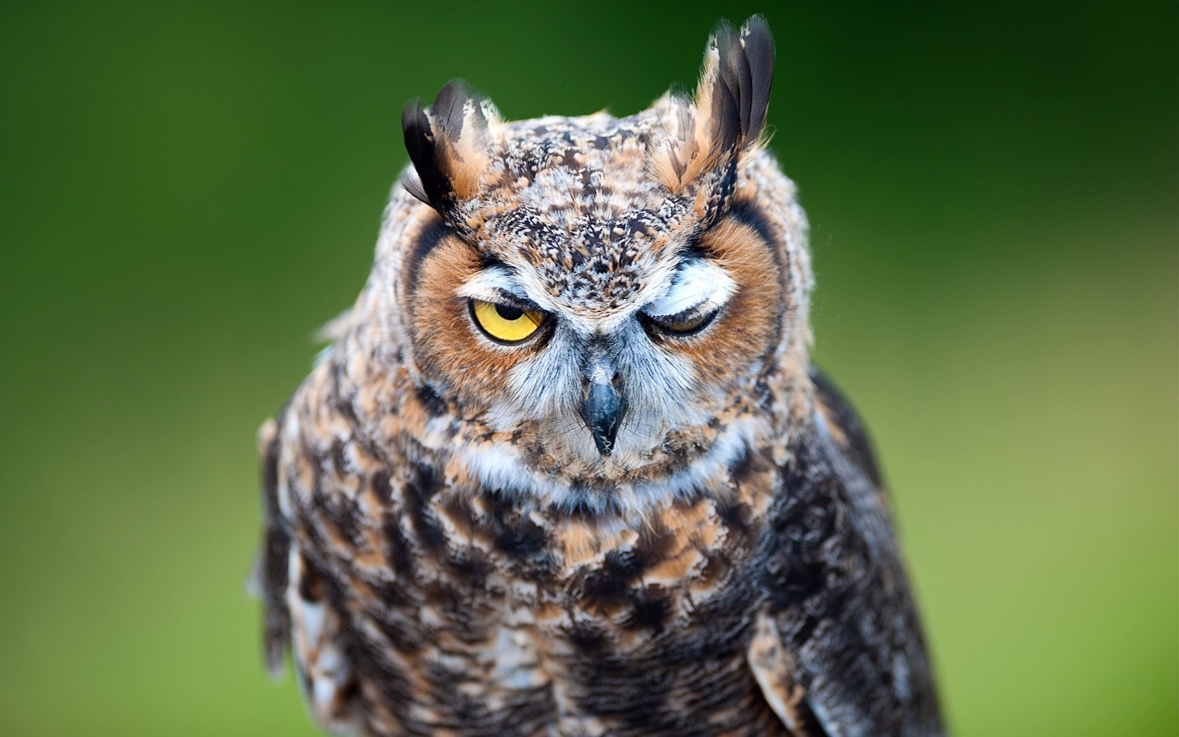 owl fierce look