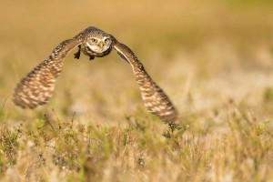 owl flying nature