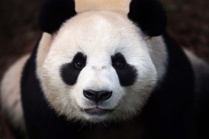 panda cute wallpaper