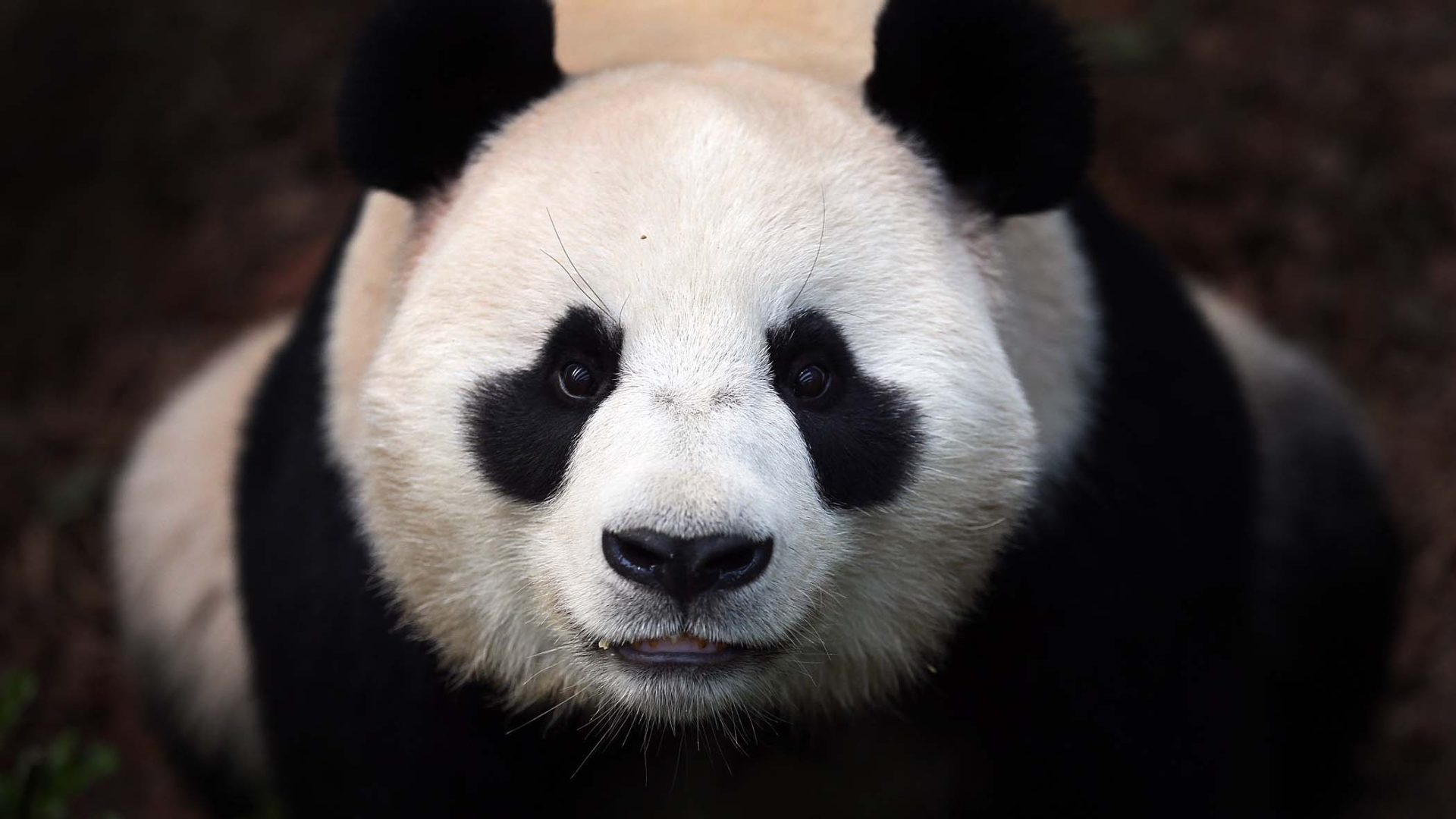 panda cute wallpaper - HD Desktop Wallpapers | 4k HD