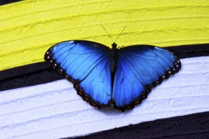 papillon butterfly blue