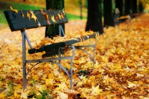 park bench autumn