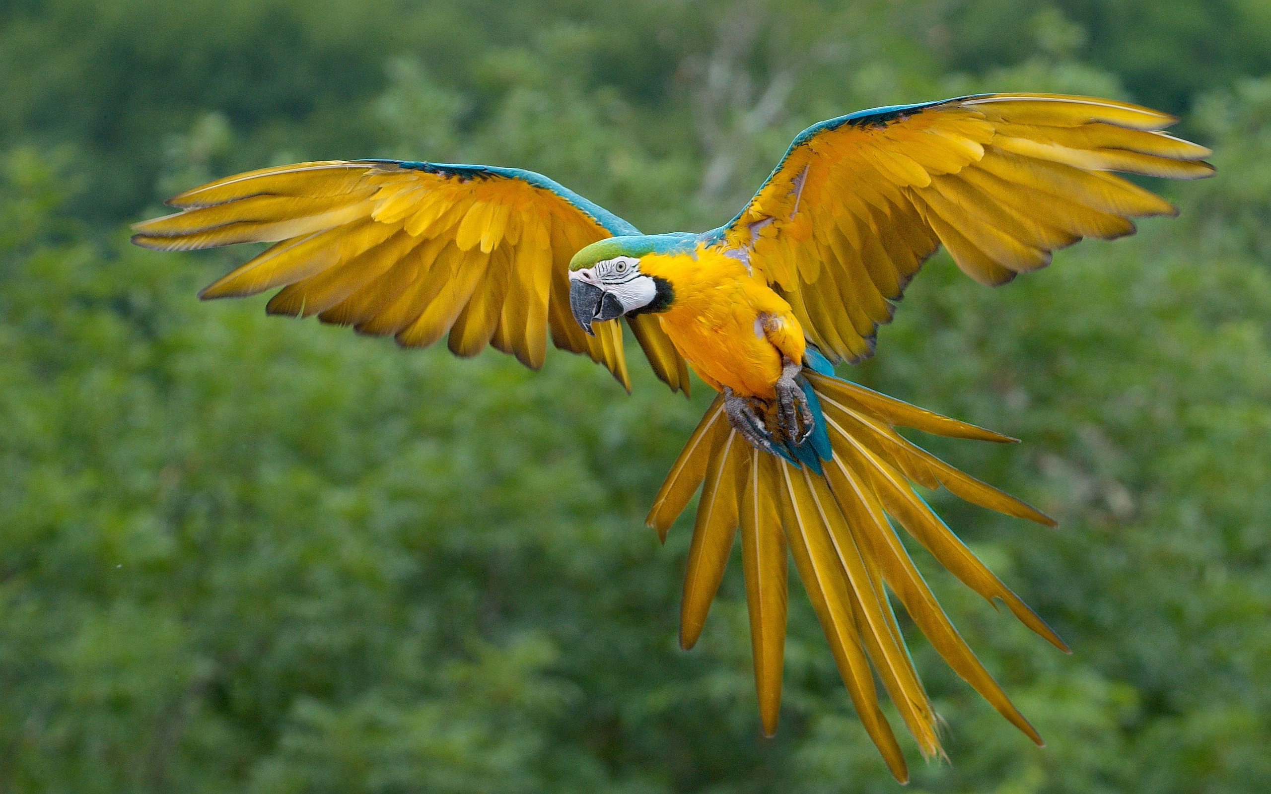 parrot macaw flying