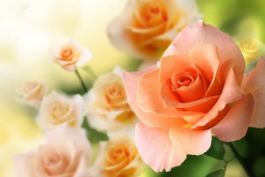 peach colored rose