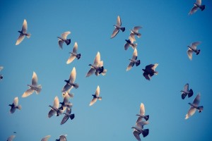 pigeons flywing