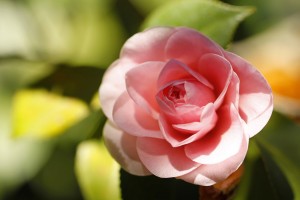 pink camellia flowers