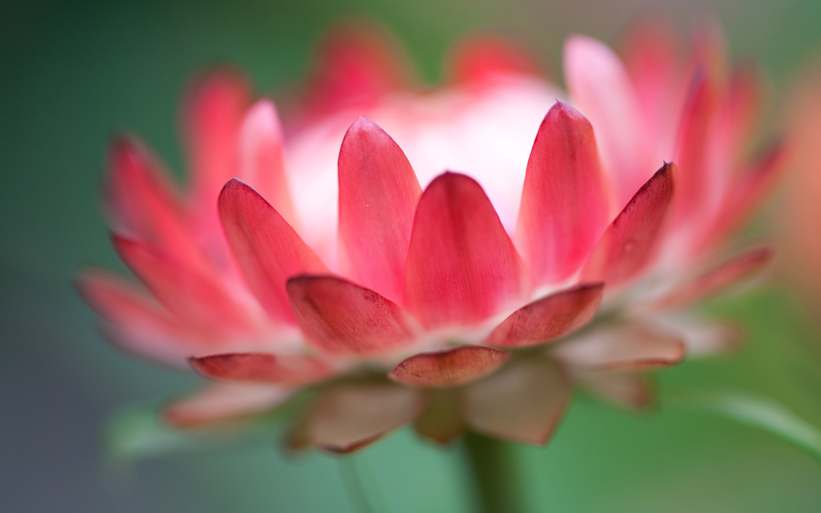 pink flower nice - HD Desktop Wallpapers | 4k HD