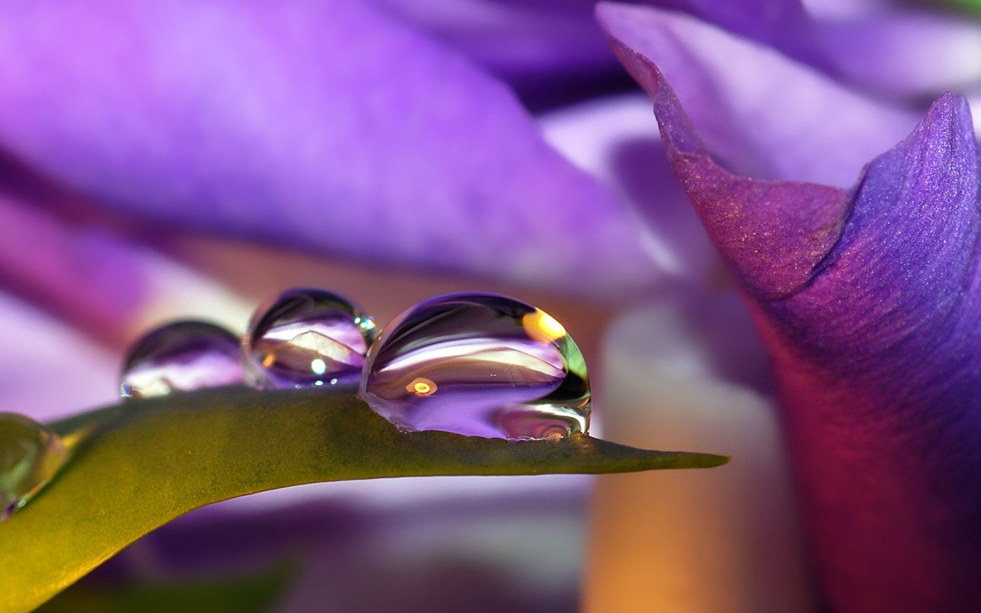 pink petals water droplet