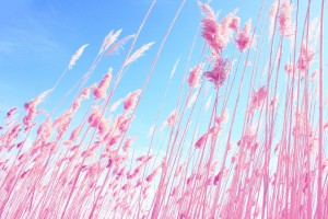 pink reed images