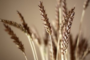 plants wallpaper wheat macro