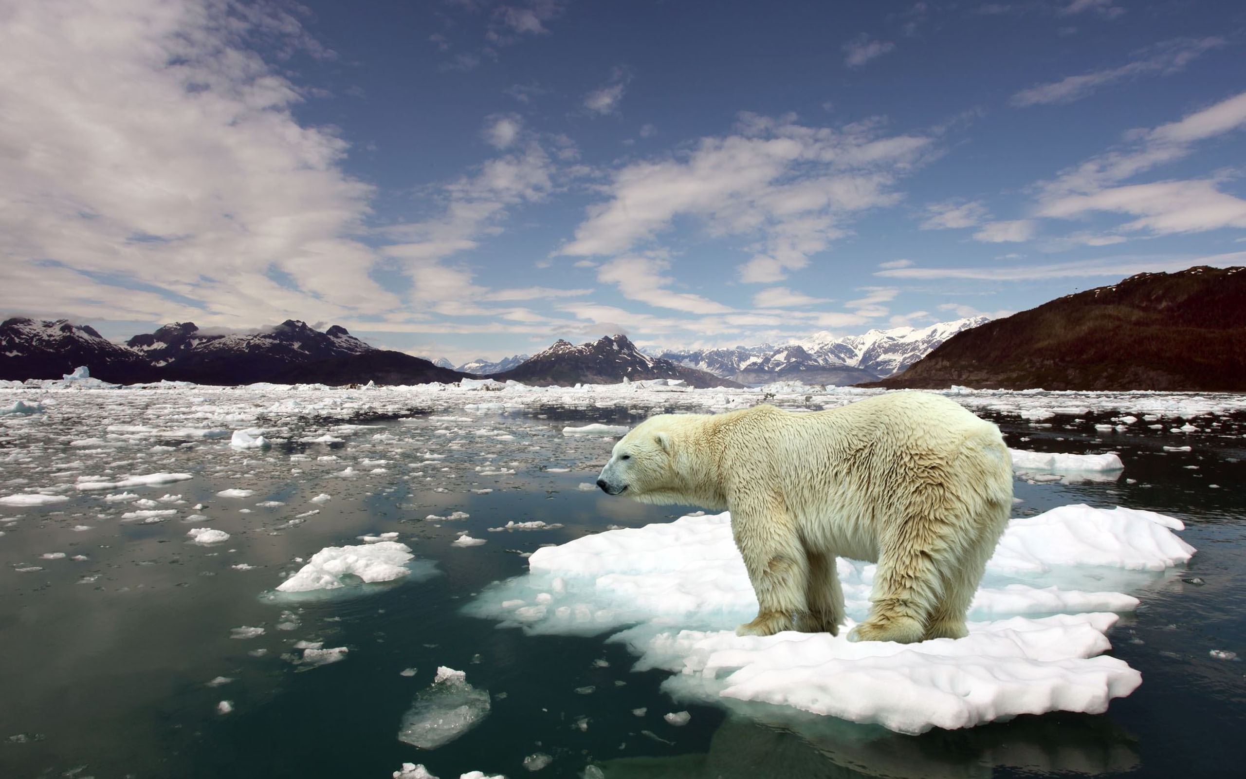 polar bear antartica