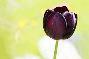 purple black tulip