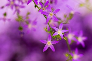 purple blooming