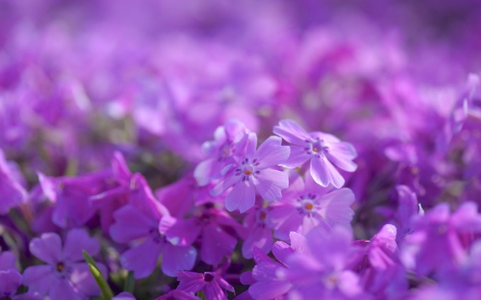 purple flowers - HD Desktop Wallpapers | 4k HD