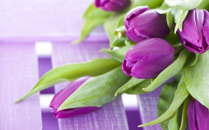 purple tulip flower wallpaper