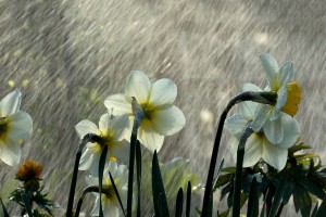 rainfall flowers wallpaper