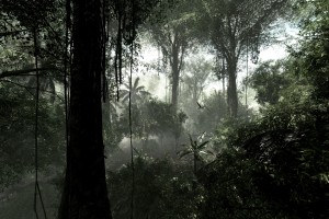 rainforest free jungle download