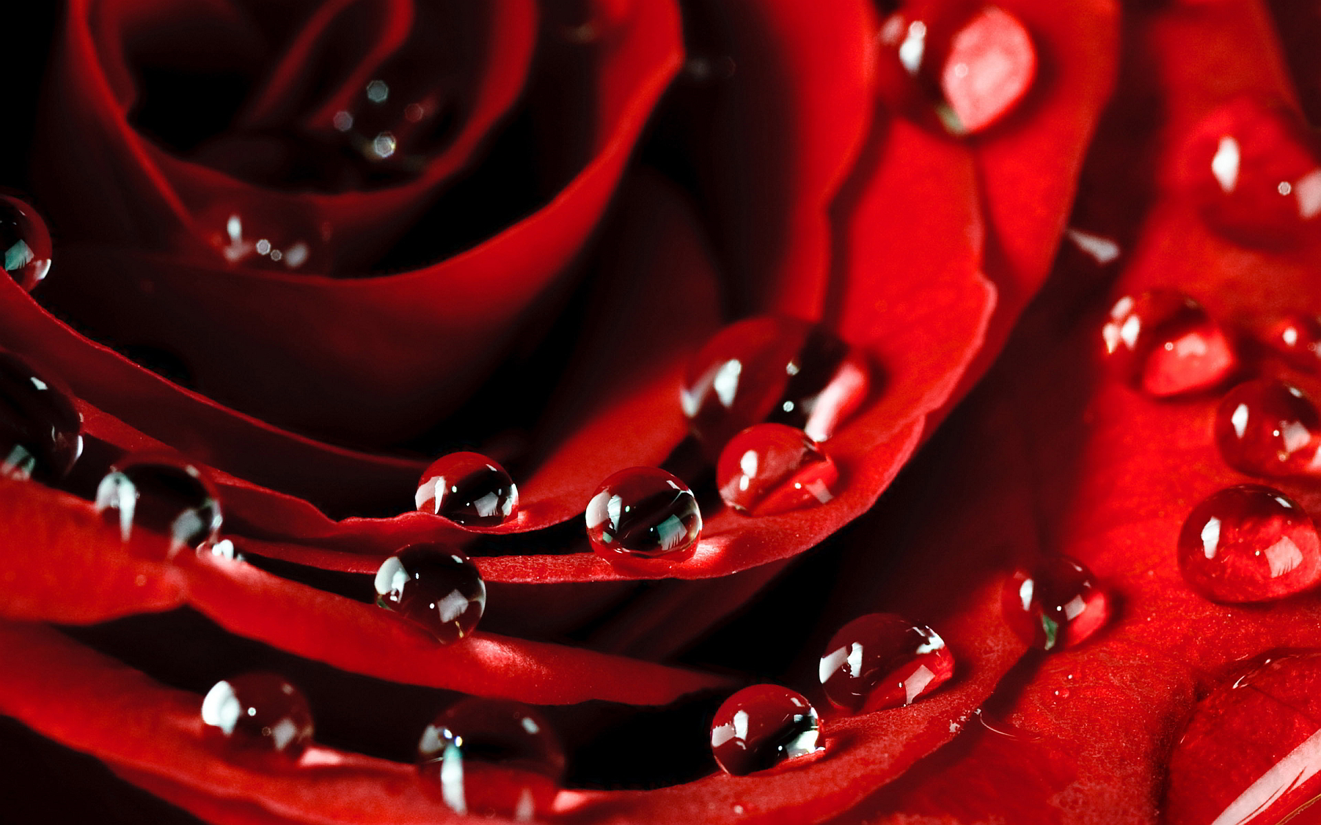 rose dew drops love