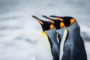 royal penguins antarctica wallpaper