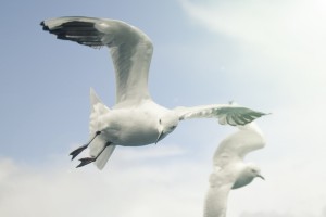 seagulls cool