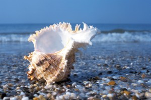 seashells wallpaper