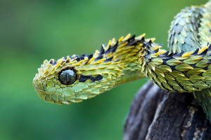 snake atheris hispida viper