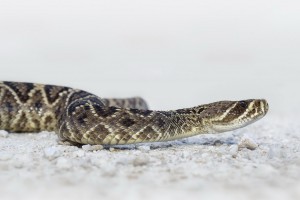 snake hd pictures