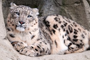 snow leopard images