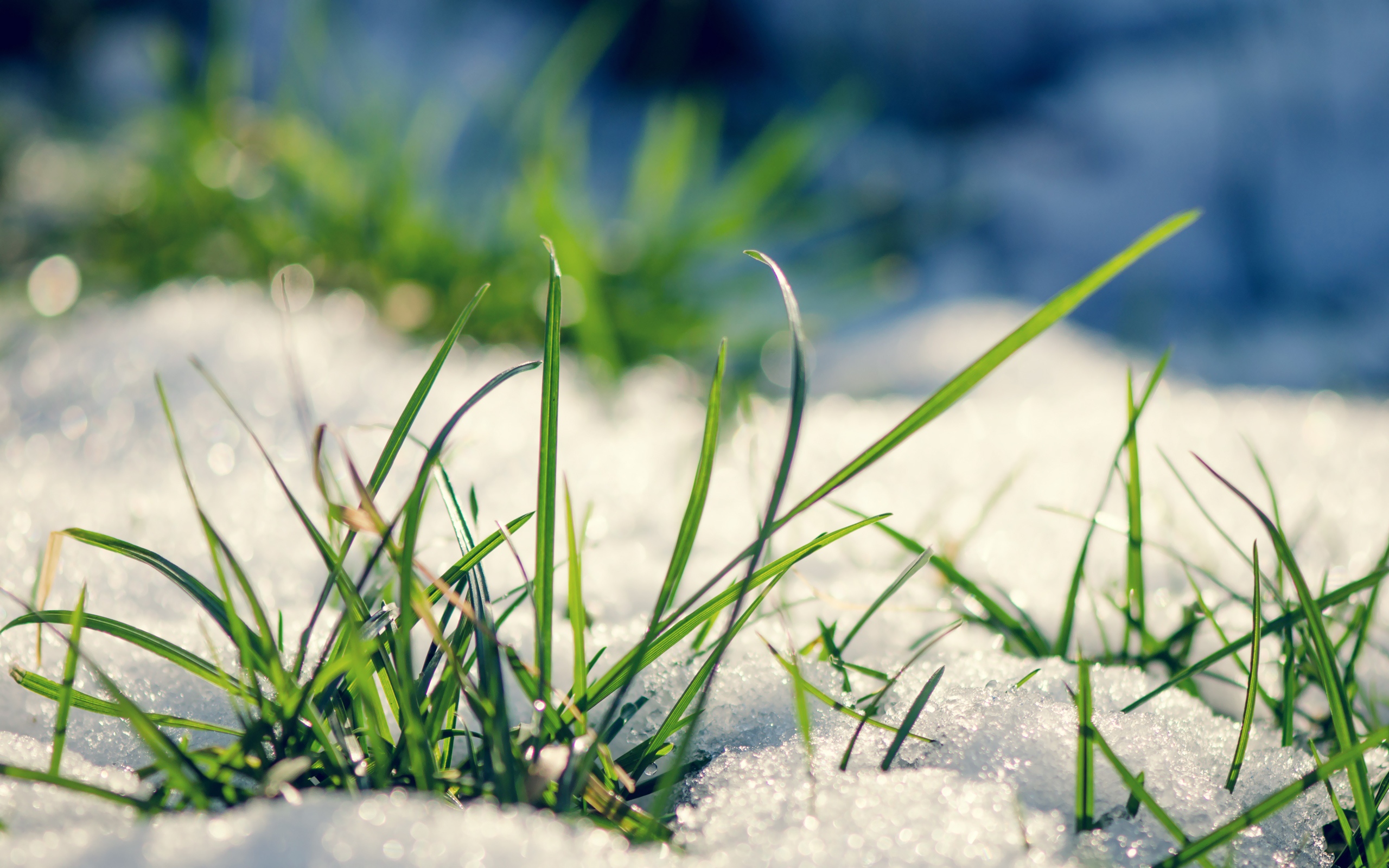 snow wallpaper grass