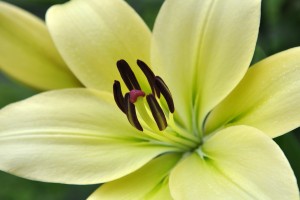 speciosum lily photo