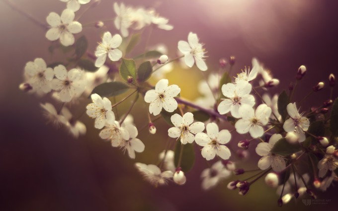 spring nature wallpapers