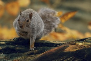 squirrel wallpaper nature