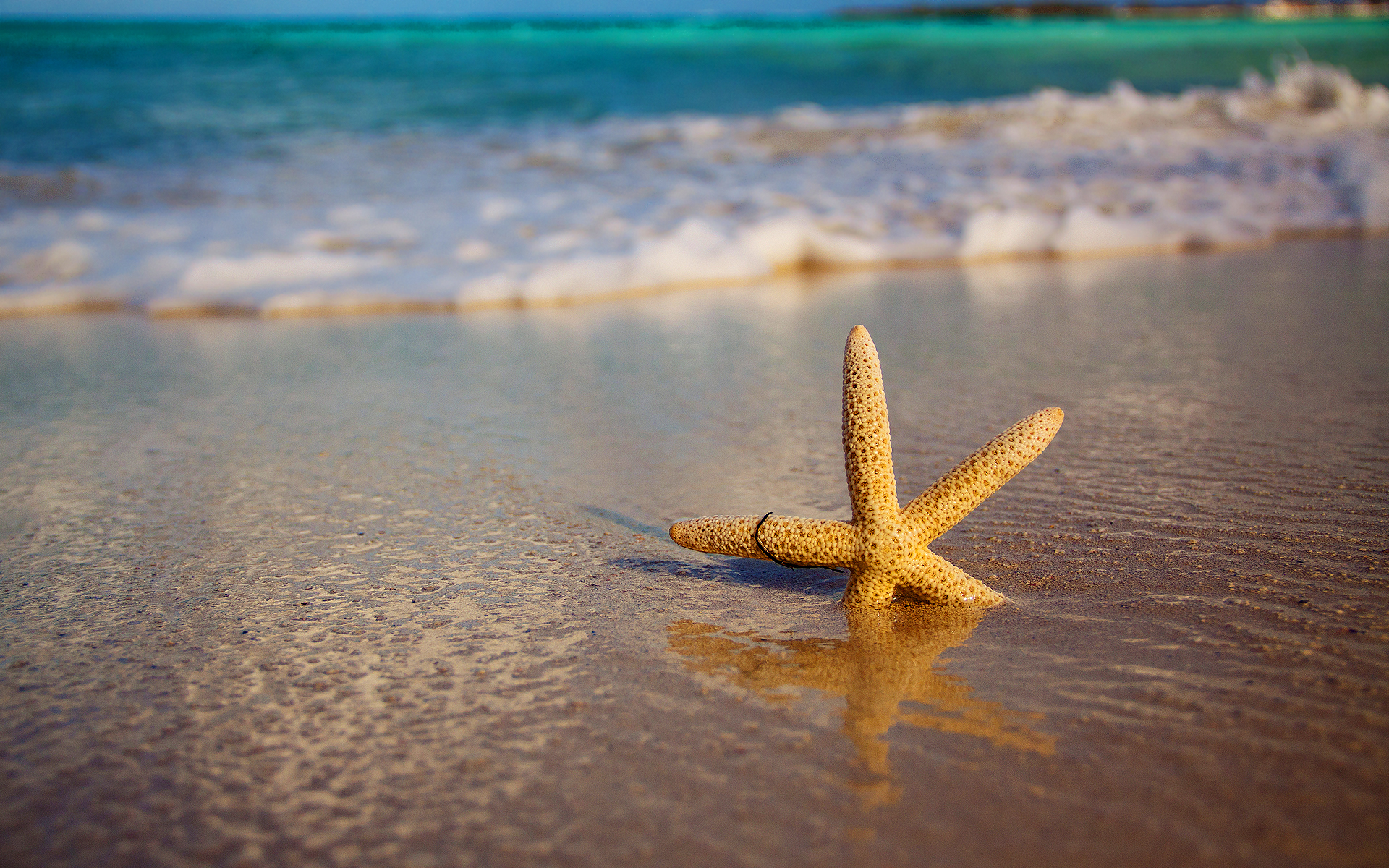 starfish beach shore
