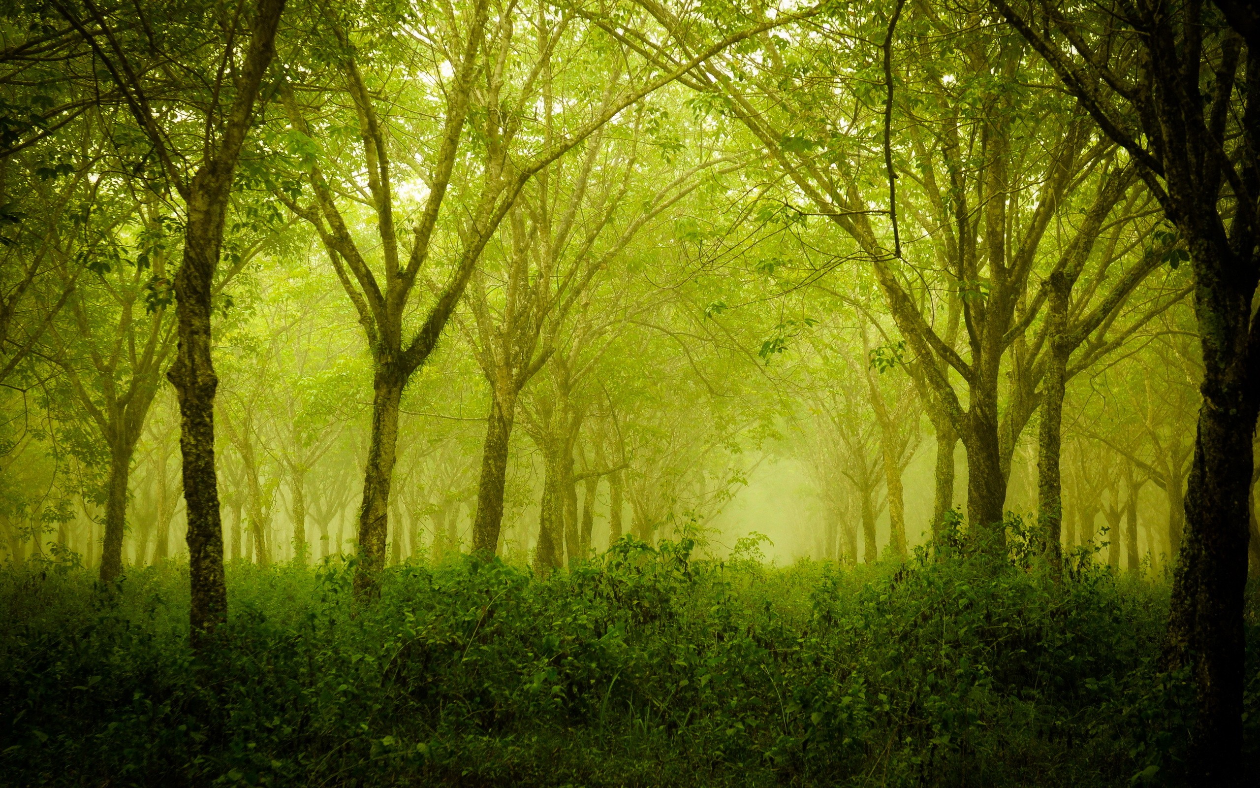 thick green forest