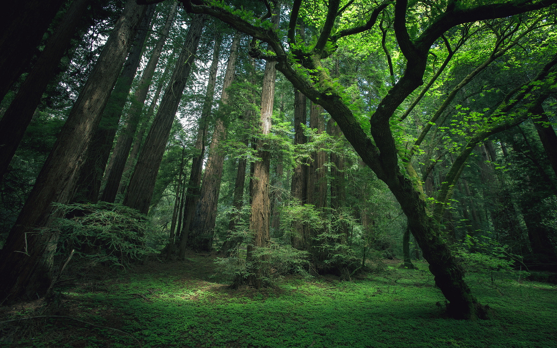 thick green forest - HD Desktop Wallpapers | 4k HD
